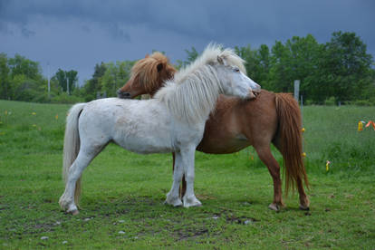 Miniature Horse