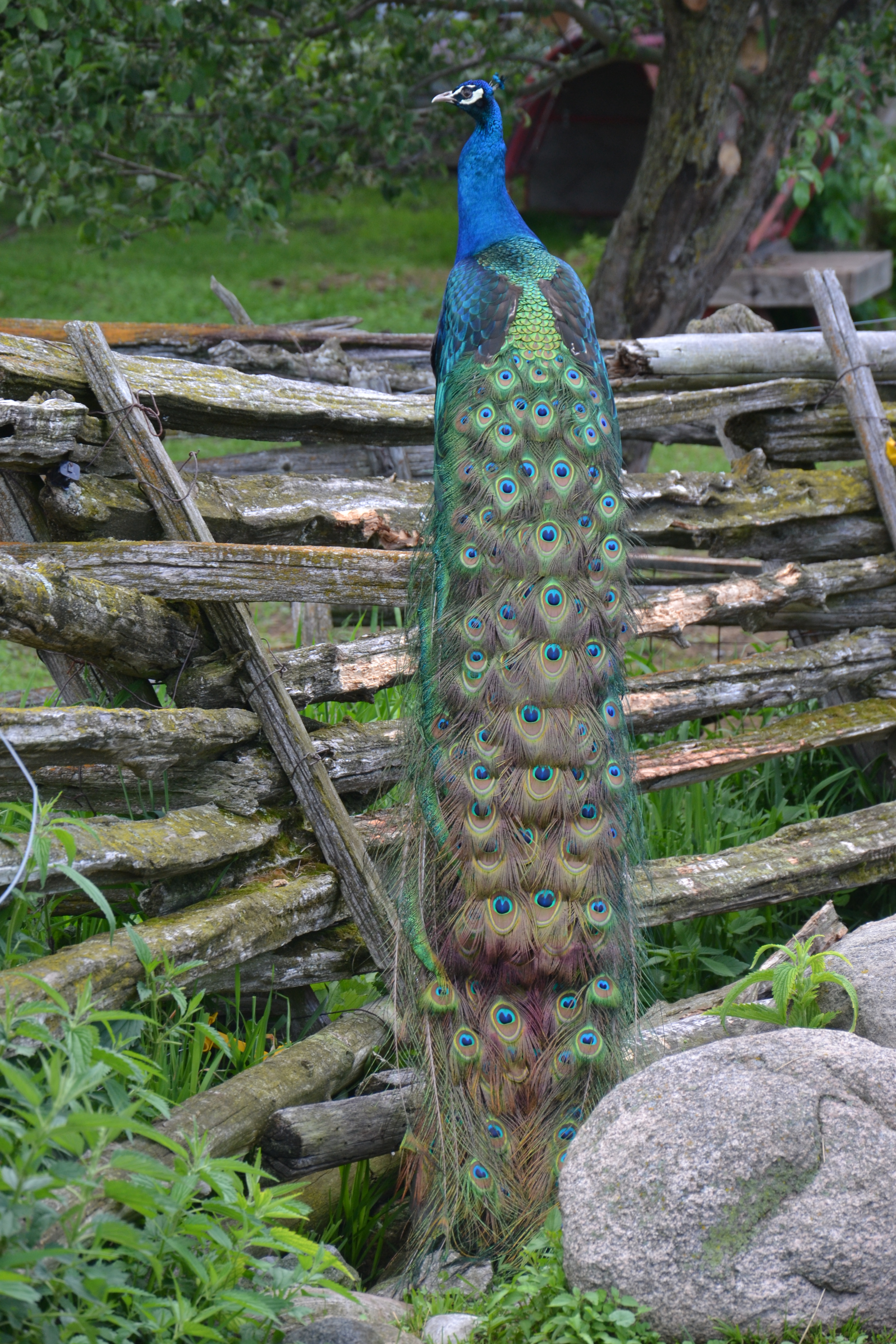 Peacock