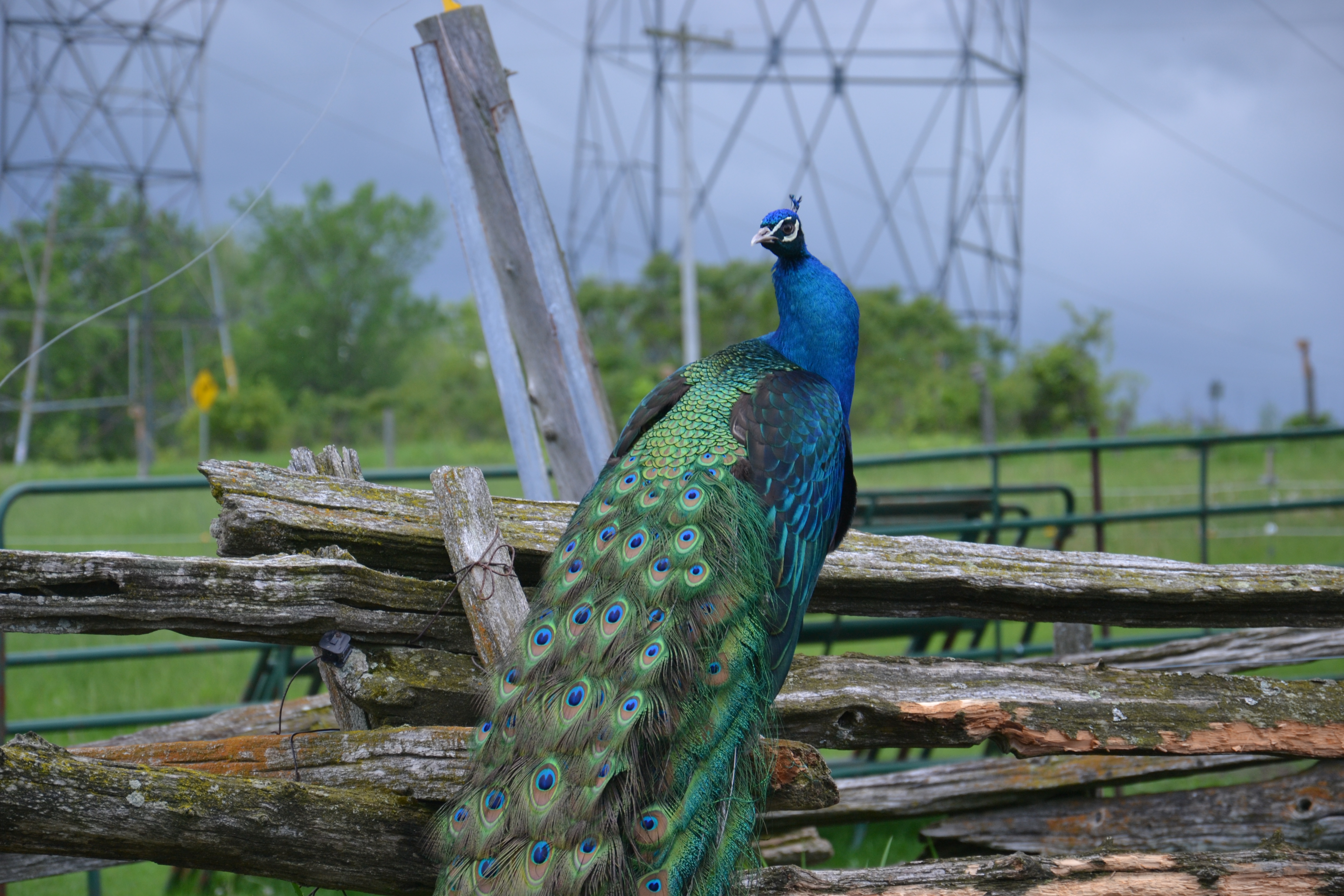 Peacock