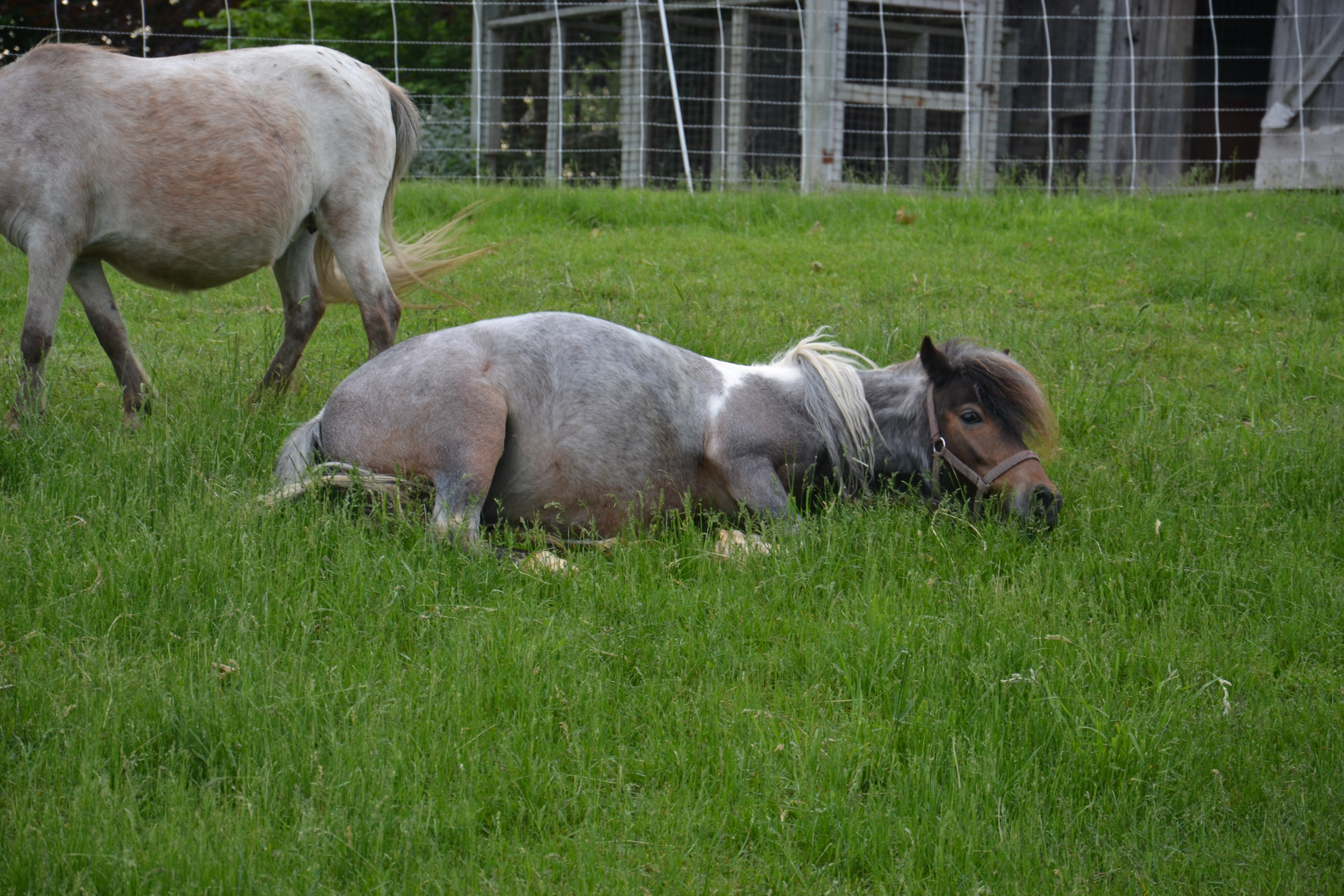 Miniature Horse