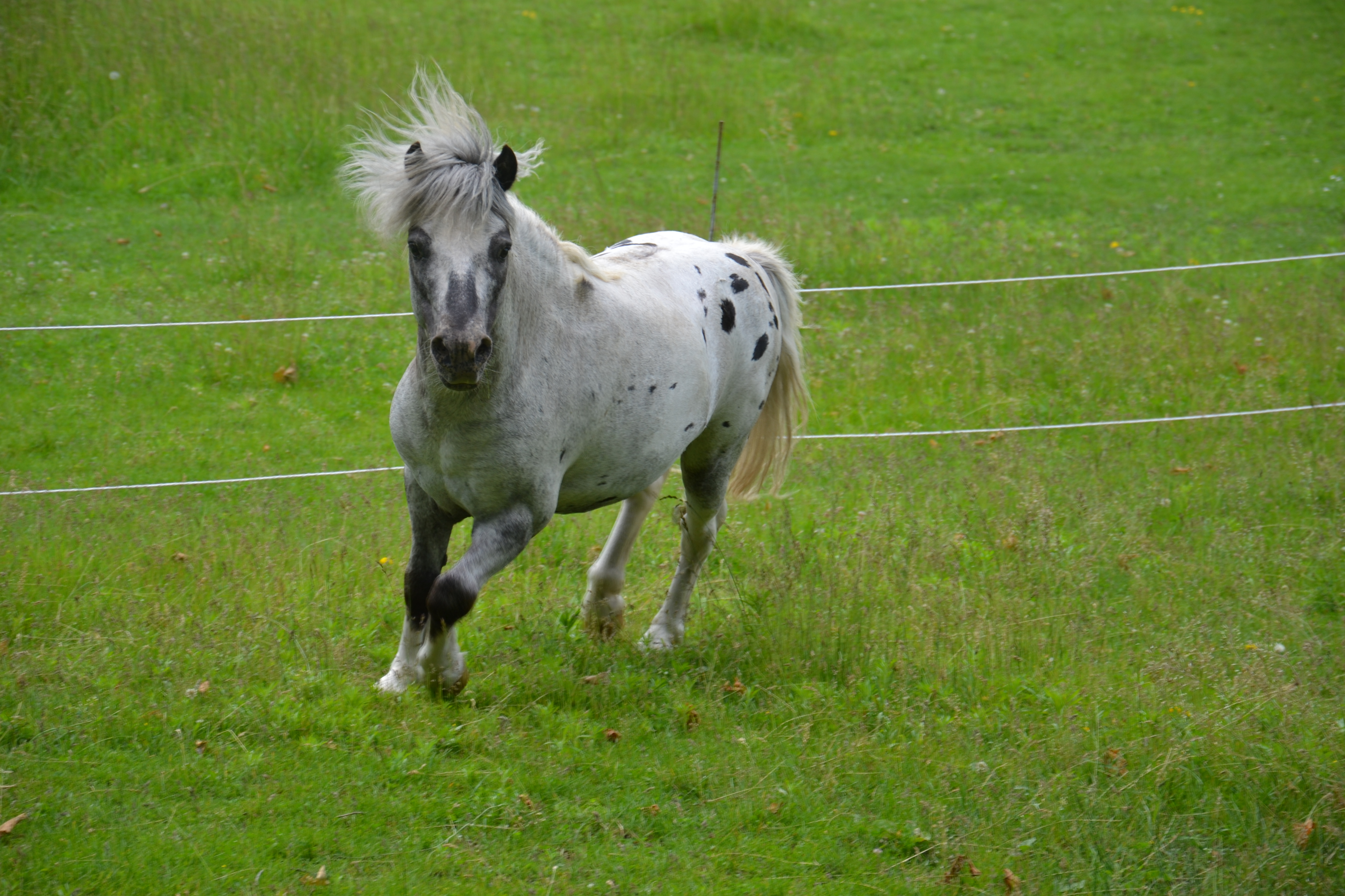 Miniature Horse Stallion