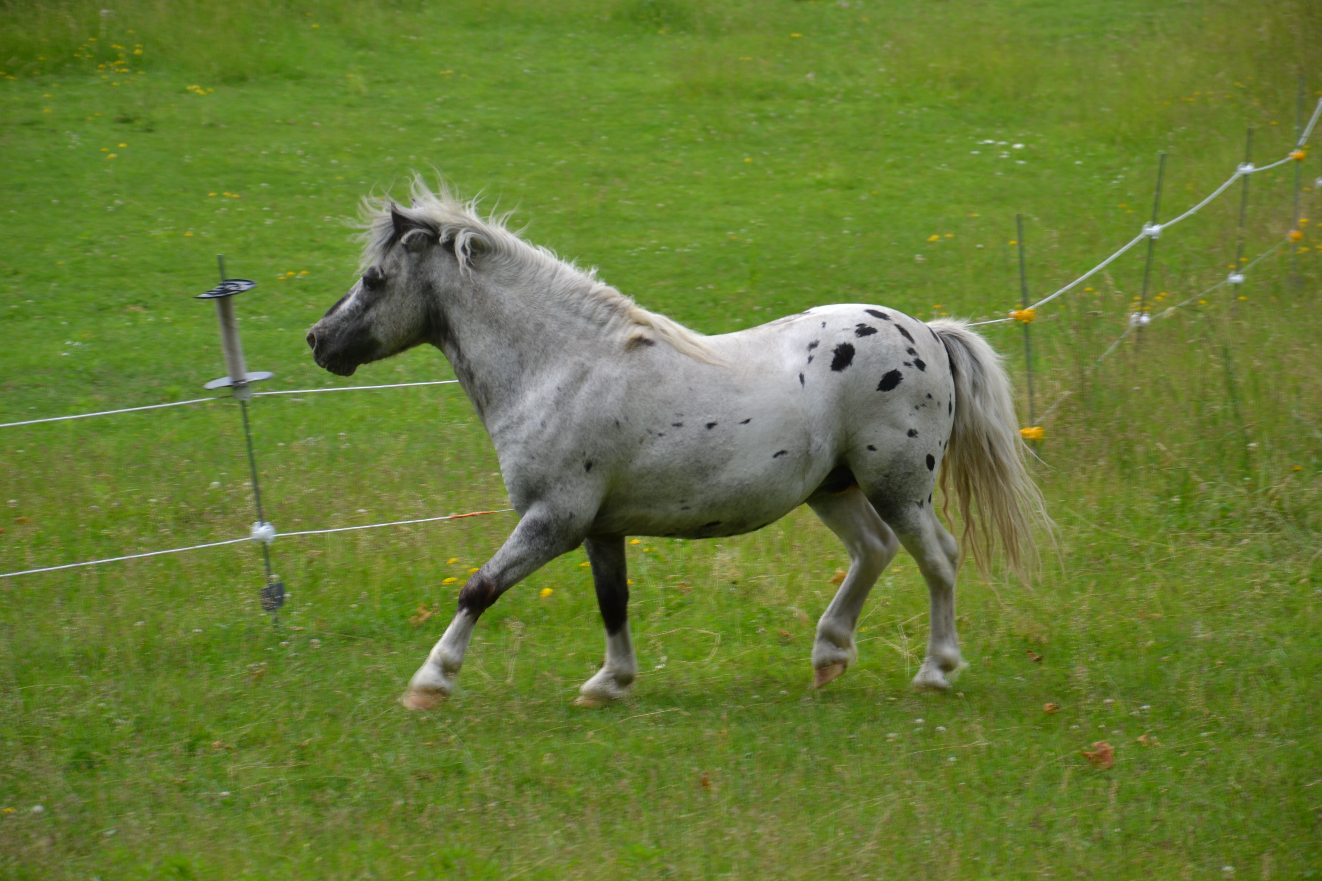 Miniature Horse Stallion