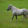 Miniature Horse Stallion