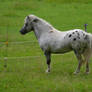 Miniature Horse Stallion