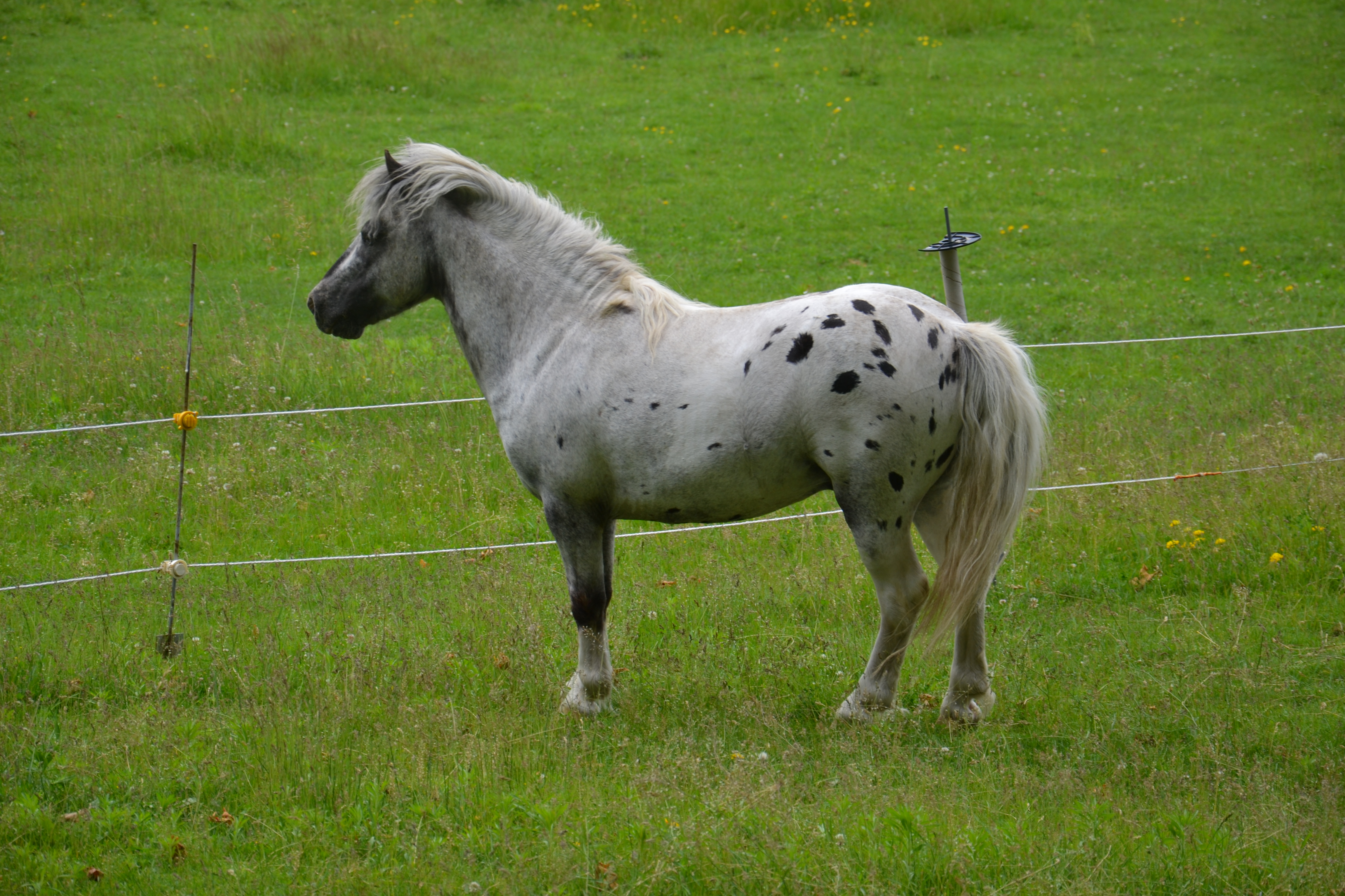 Miniature Horse Stallion