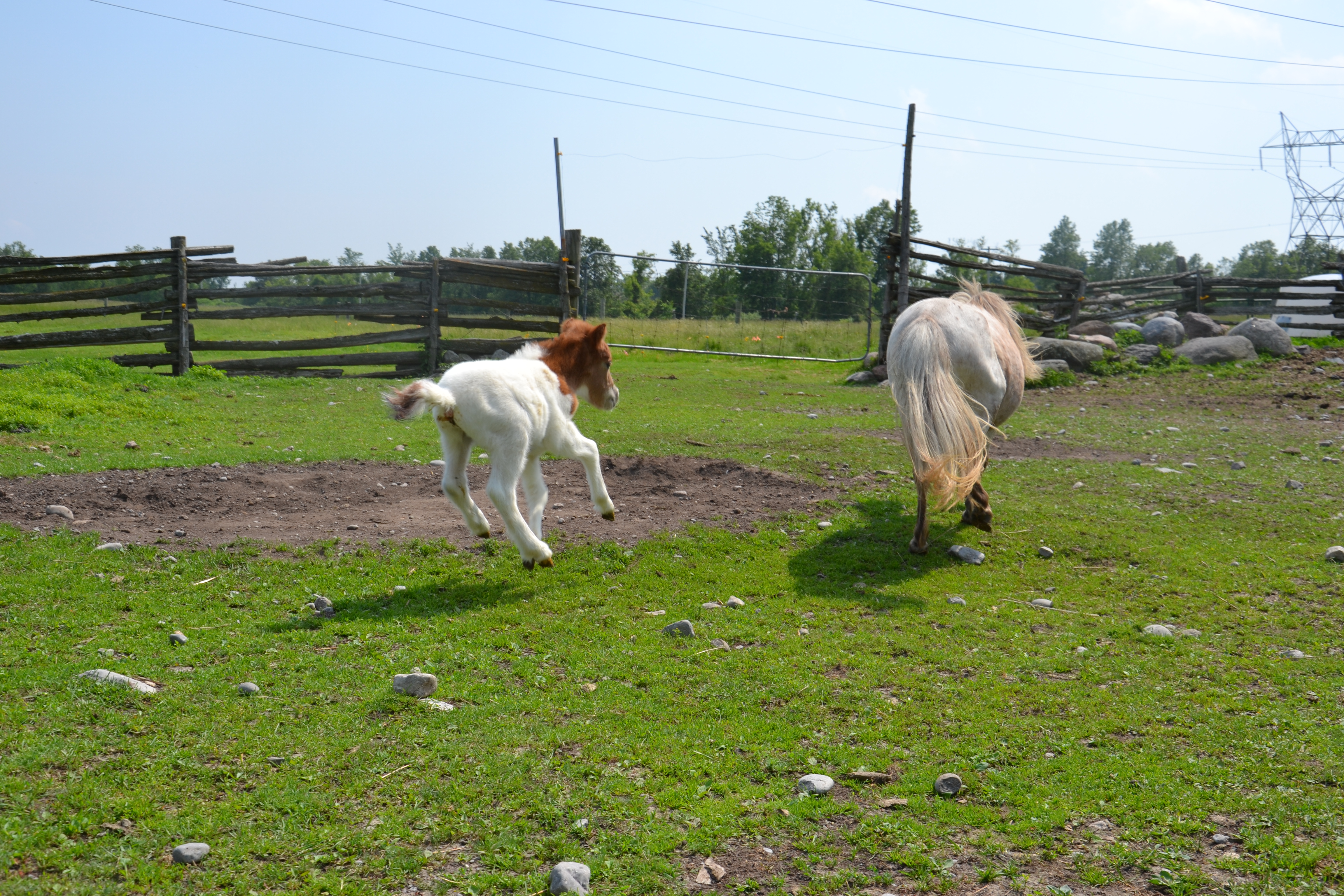 Miniature Horse colt