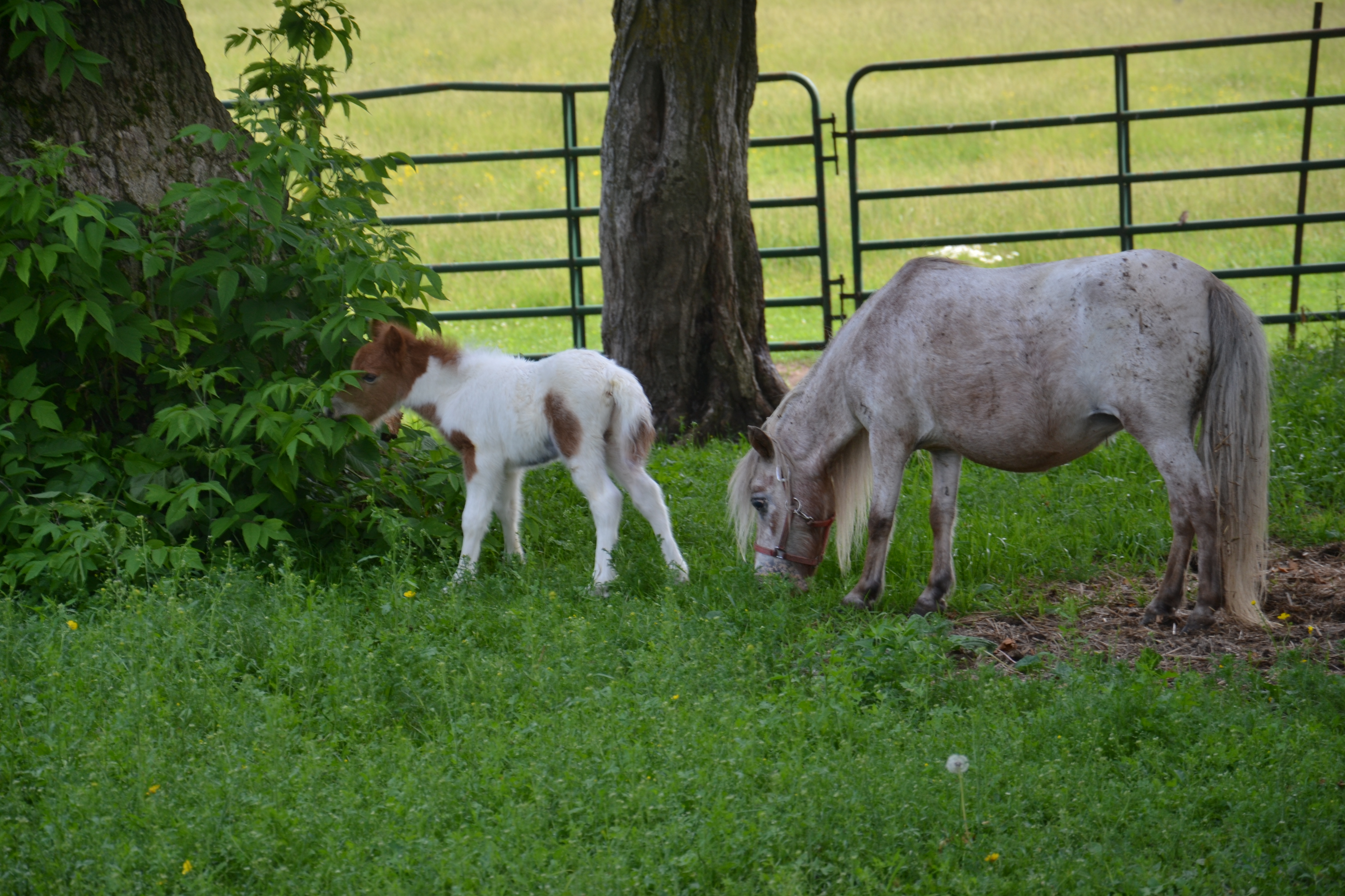 Miniature Horse colt