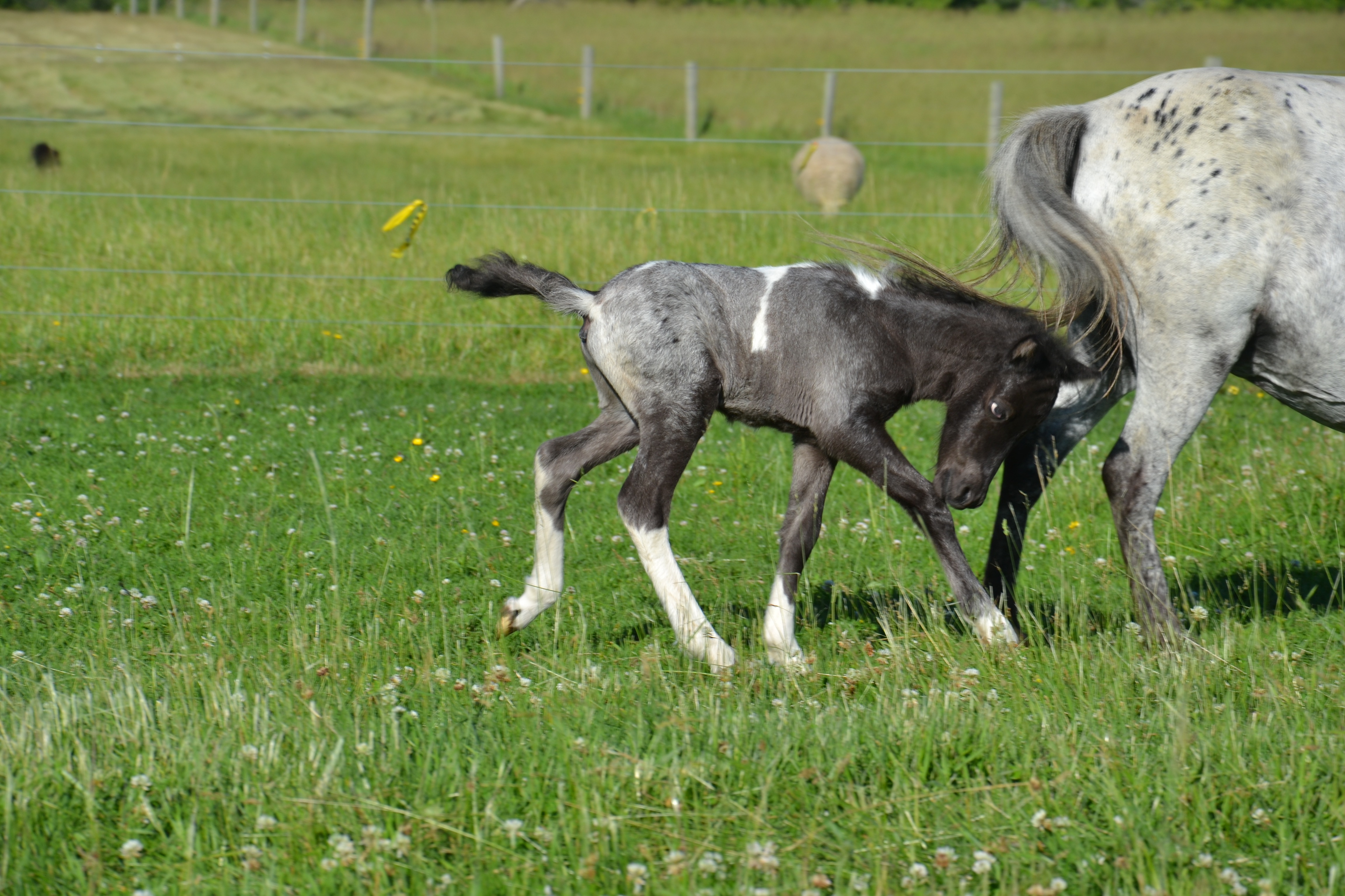 Miniature Horse colt