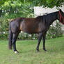 Standardbred Mare Just Laughing