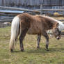 Miniature Horse filly