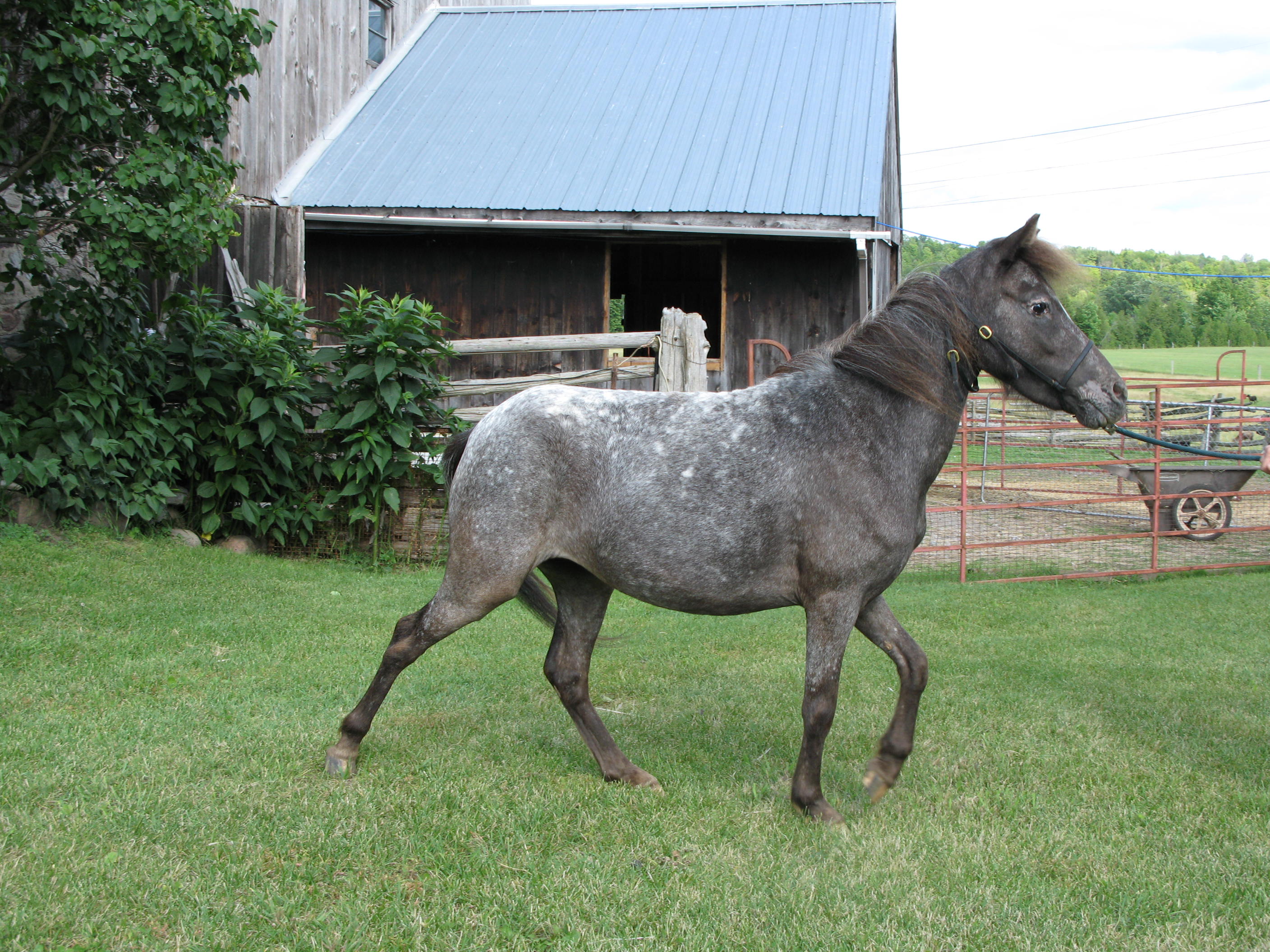 Miniature Horse filly