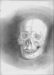 Drawing of a skull