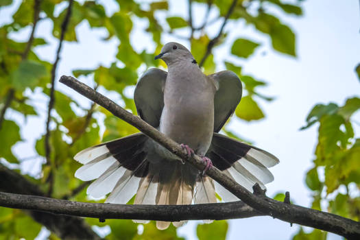 Collared dove