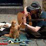 Homeless Red Cat - Bob