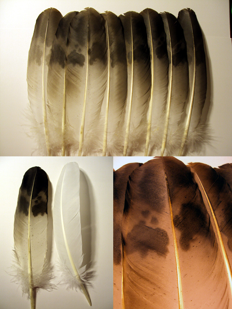 Golden Eagle Imitation Feathers by cloudstar-wolf on DeviantArt