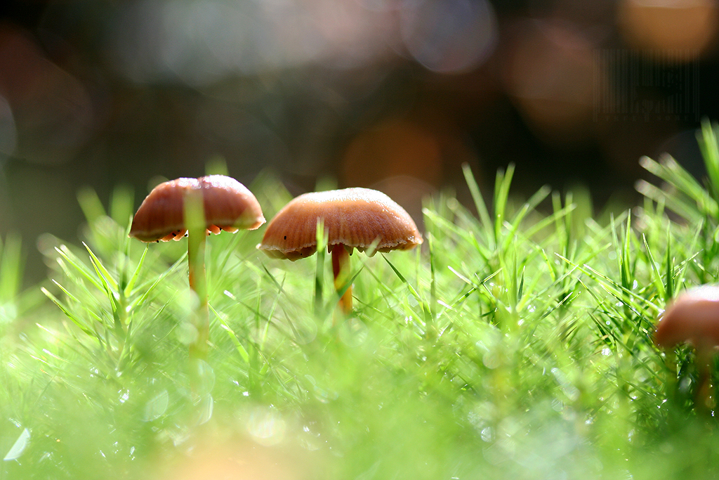 Autumn bokeh