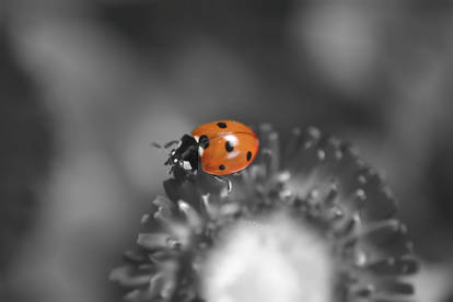 Old photo of a ladybug