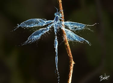 Water Dragonfly