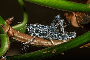 Water Grasshopper by B-O-K-E