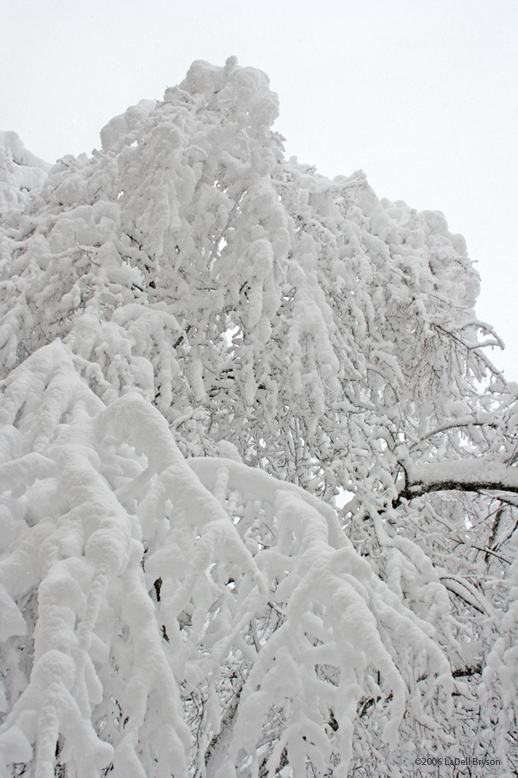 Chicago, First Snow 3 of 5