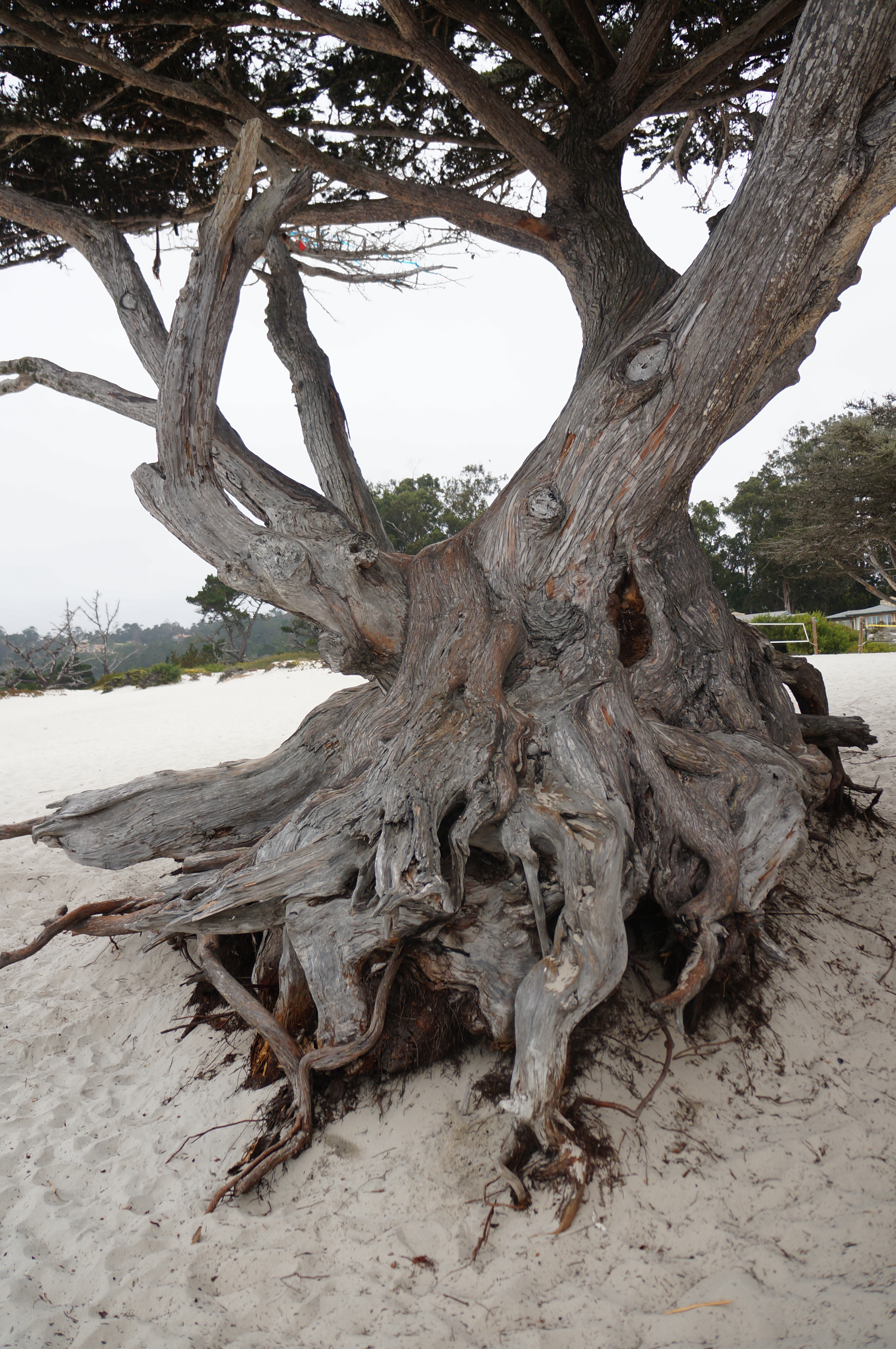 Tree 4 , Carmel-by-the-Sea,California