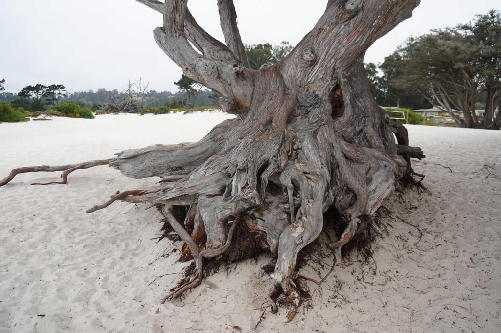 Tree 7, Carmel-by-the-Sea,California by KarinClaessonArt