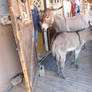 Oatman, Arizona, USA