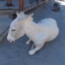 Donkey 4, Oatman, Arizona, USA