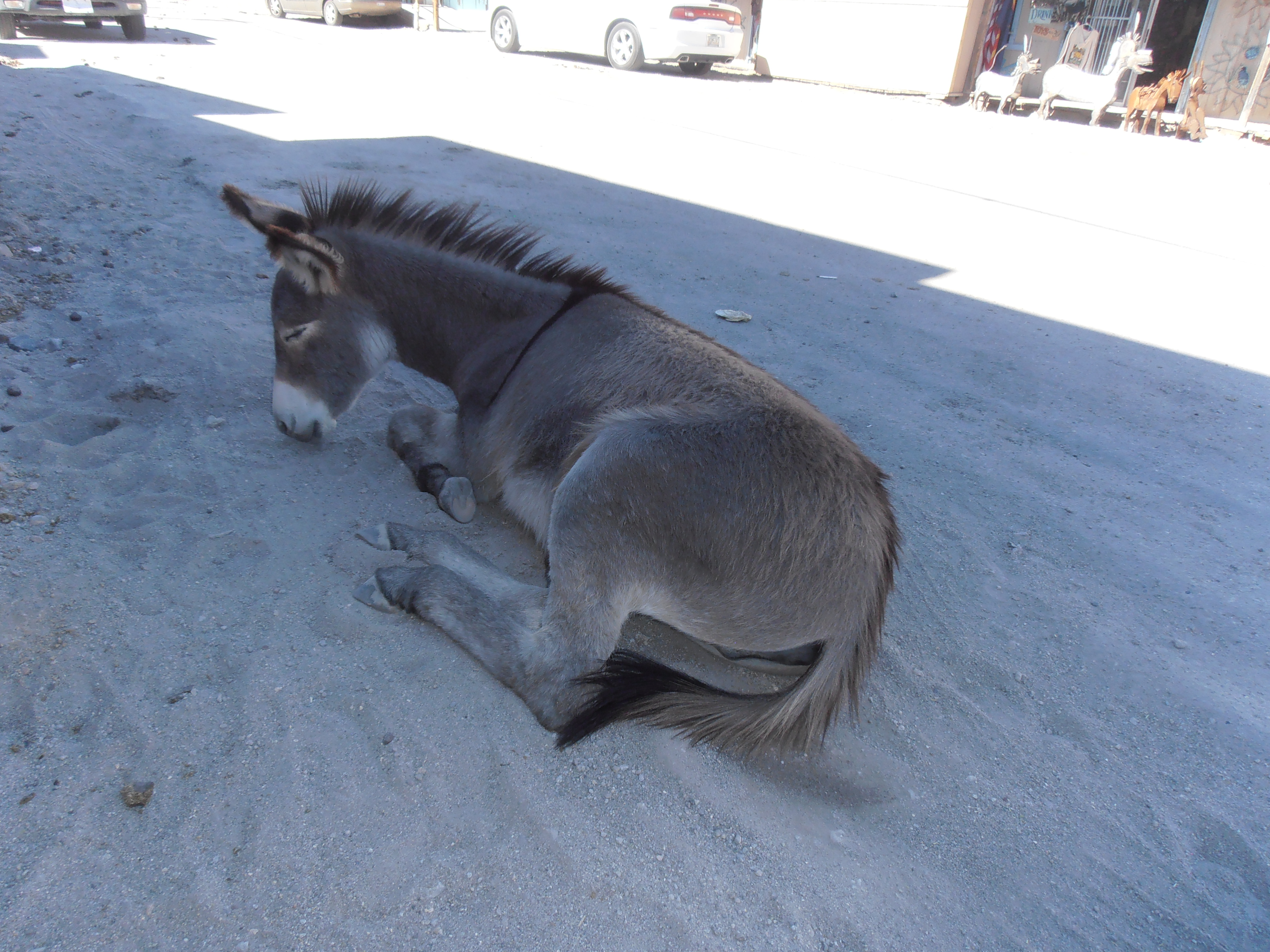 Donkey 7, Oatman, Arizona, USA