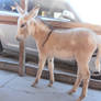 Donkey 9, Oatman, Arizona, USA