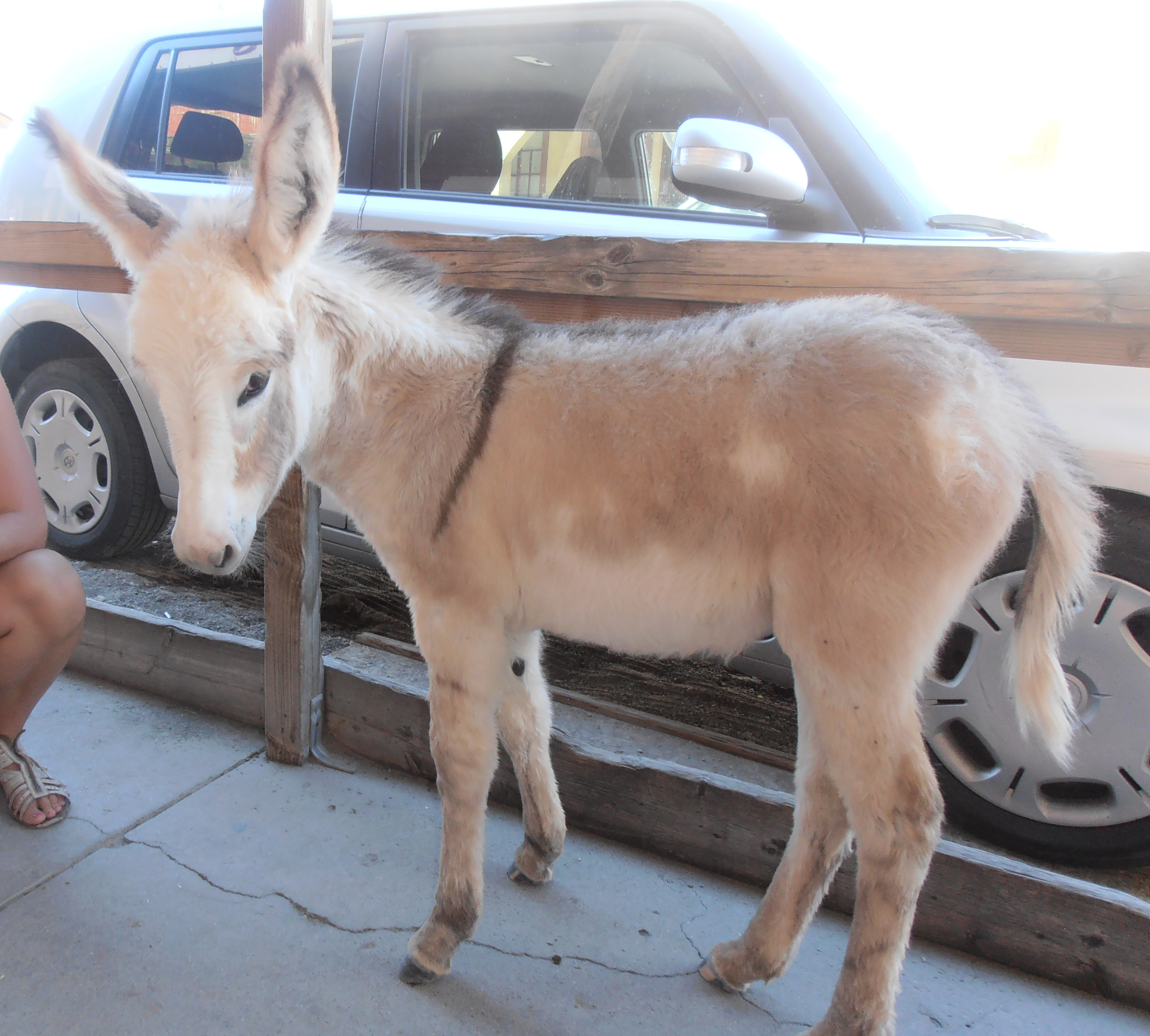 Donkey 10, Oatman, Arizona, USA