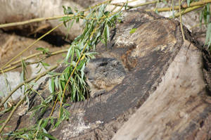 Marmot