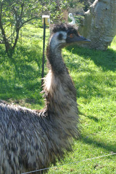 Emu