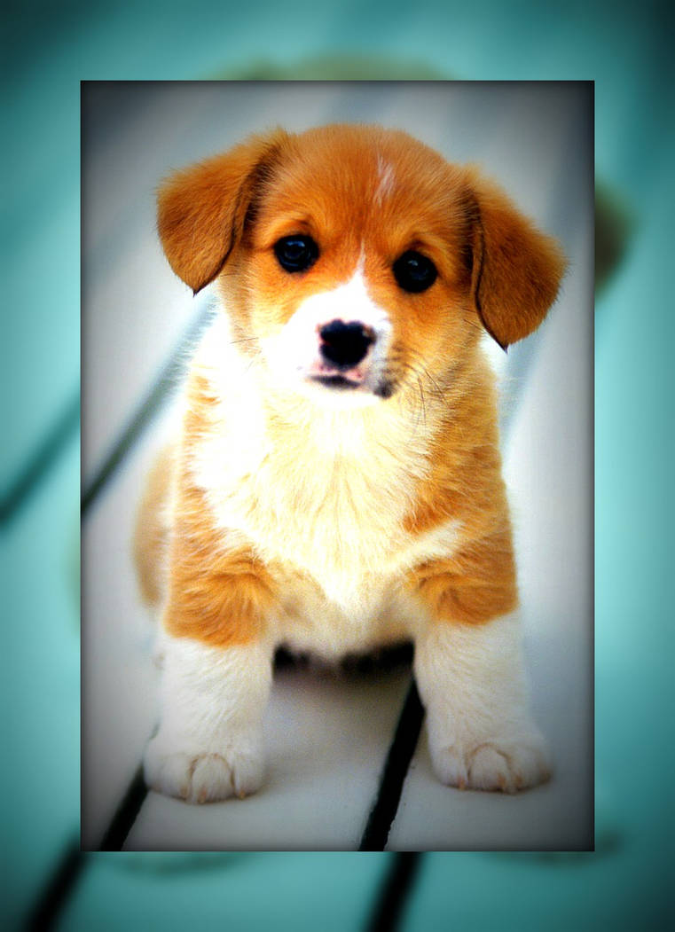 A closer look at Dogs With Respiratory Issues Diet