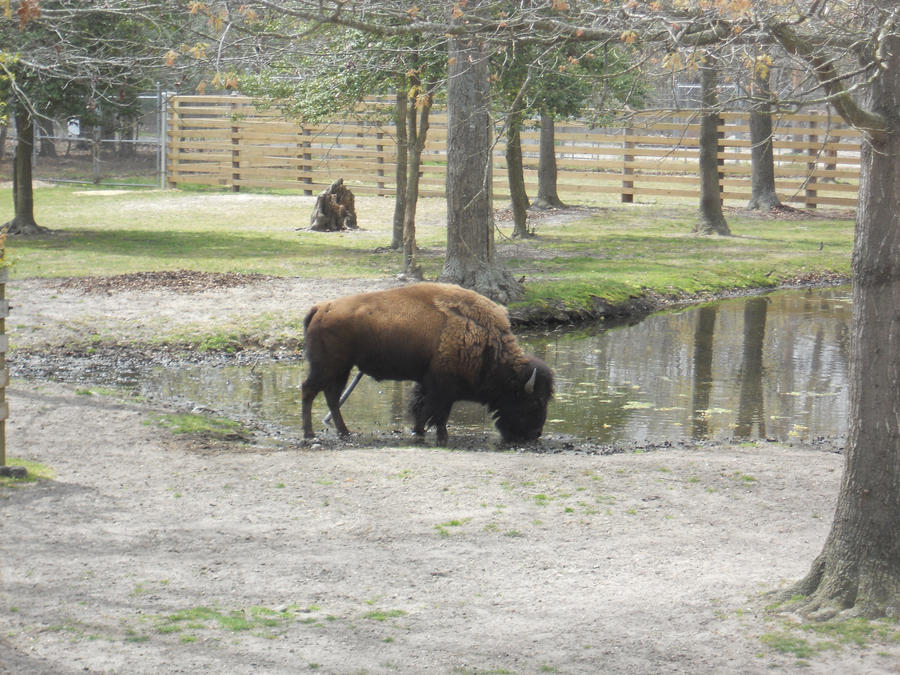 Bison