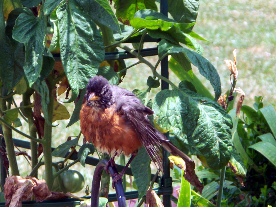 North American Robin3