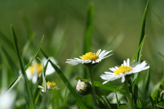 April's Daisies