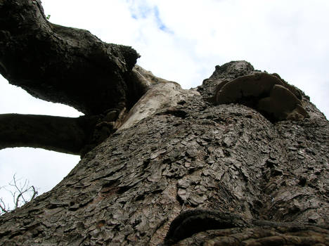 Vassels Park-Bristol Tree 01