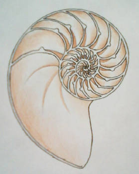 Another Nautilus Shell