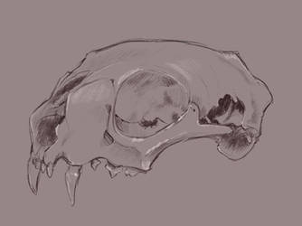 Skull Study