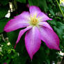 Pretty Clematis