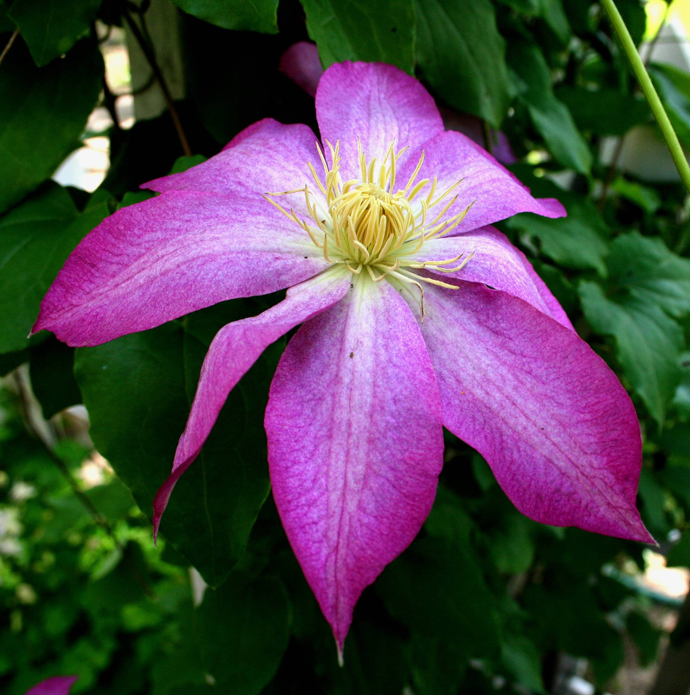 Pretty Clematis