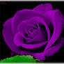 Pruple PS Rose