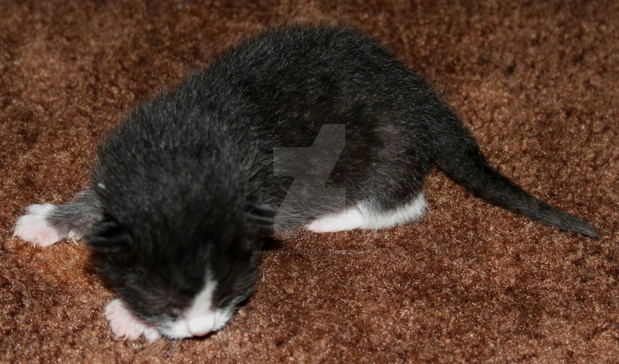 Panda 5 Days Old