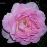 Pink Rose