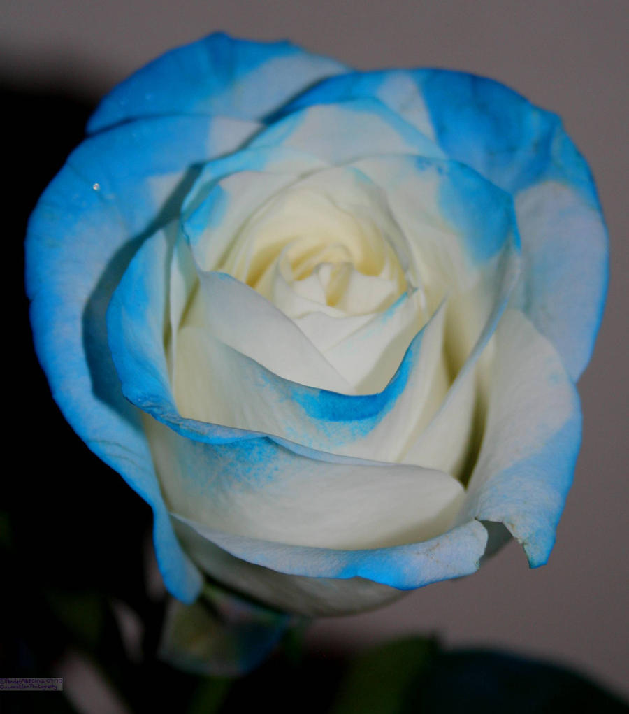 Blue Rose 1