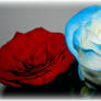 Blue and Red Roses