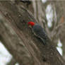 Red Bellied Woodpecker