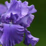 Purple Iris