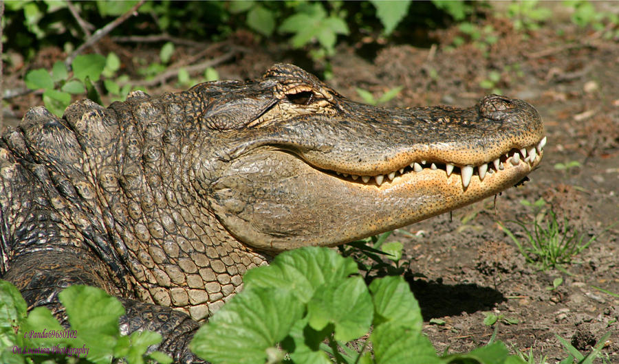 American Alligator